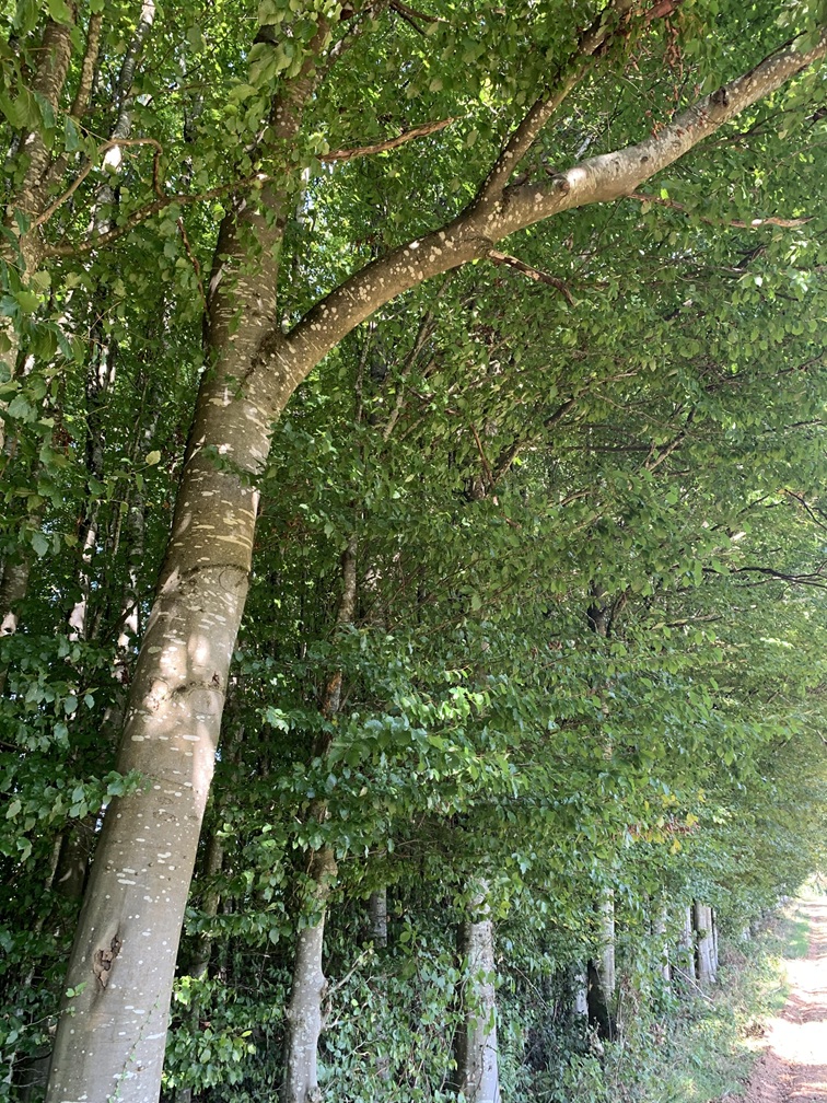Photo du défunt